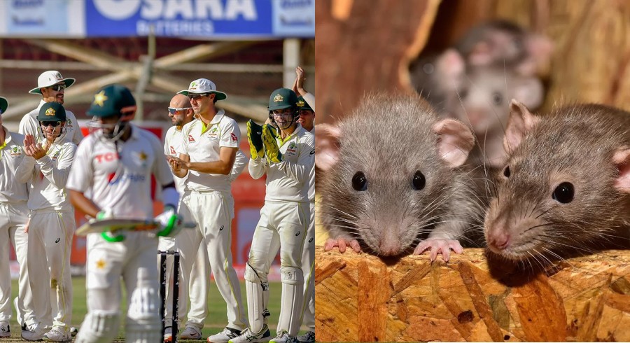 Australia thanks PCB for resolving rat infestation problem during Pakistan tour