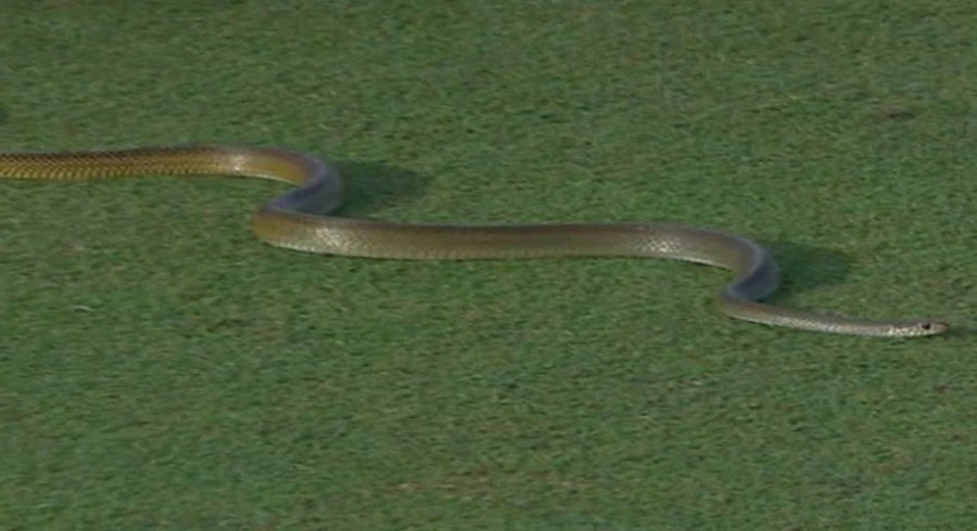 لنکن پریمیئر لیگ:میچ کے دوران گرائونڈ میں سانپ گھس آیا، کھیل روک دیاگیا